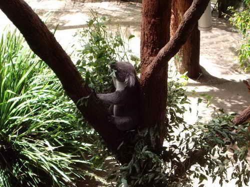 jan_09-taronga_zoo-104