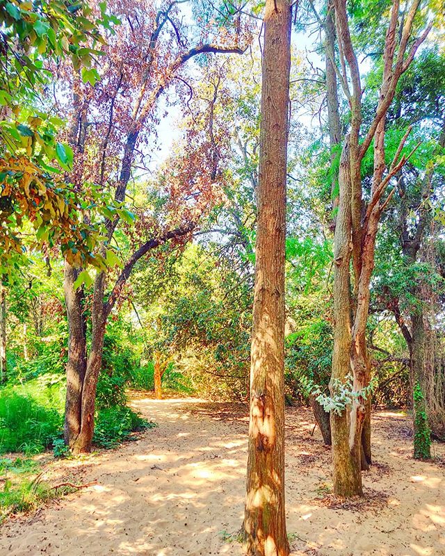 Find your regenerating path •••#sabaudia #parconazionalecirceo #nationalpark #tree #sand #sunglare #sunrays #travel #travelling #traveler #instatravel #trip #lifeofadventure #instapassport #instatraveling #mytravelgram #travelgram #travelingram #igtravel #instalife #ig_worldphoto #traveling #travelblog #instago #travelstoke