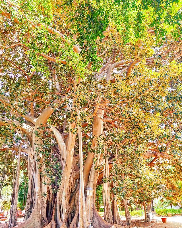 Be inspired by magnificency of nature•••#tbt #Palermo #tree #garden  #nature #theoutdoorfolk #nature_lovers #naturephotography #natureshots #outdoors #nature_good #getoutside #earthgallery #tree_magic #tree #natureworld_photography #beautyofnature #in2nature #ig_naturelovers #ig_nature #natureswonder #ig_naturevibes #naturegram #mothernature