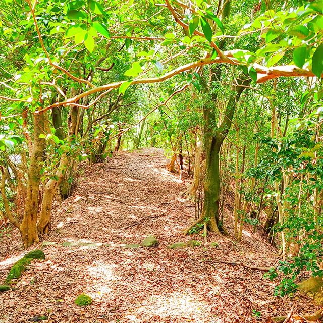 Deeply in green •••#sasebo #park #japan #maidirebanzai #nature #theoutdoorfolk #nature_lovers #naturephotography #natureshots #outdoors #nature_good #getoutside #earthgallery #tree_magic #tree #natureworld_photography #beautyofnature #in2nature #ig_naturelovers #ig_nature #natureswonder #ig_naturevibes #naturegram #mothernature