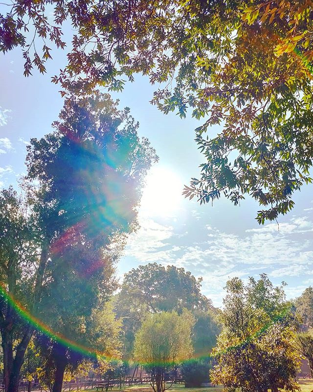 Pure morning in the park 🌳️•••#sabaudia #parconazionalecirceo #nationalpark #tree #sunrays  #nature #theoutdoorfolk #nature_lovers #naturephotography #natureshots #outdoors #nature_good #getoutside #earthgallery #tree_magic #tree #natureworld_photography #beautyofnature #in2nature #ig_naturelovers #ig_nature #natureswonder #ig_naturevibes #naturegram #mothernature