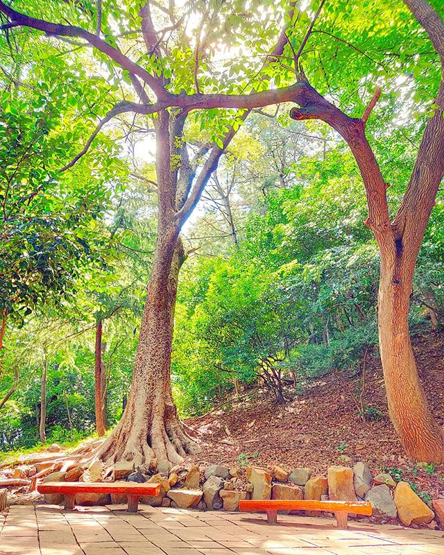 Let the ray of light touching you 🌞🌳•••#busan #korea #tree #bench  #nature #theoutdoorfolk #nature_lovers #naturephotography #natureshots #outdoors #nature_good #getoutside #earthgallery #tree_magic #tree #natureworld_photography #beautyofnature #in2nature #ig_naturelovers #ig_nature #natureswonder #ig_naturevibes #naturegram #mothernature