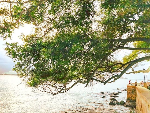 When the tree want touch the sea you can feel the magic 🌳 #sanjuan #portorico #puertorico  #travelawesome #traveling #cruiselife #tree_captures #travelingram #travelstoke #tree_magic #travelgram #travelphoto #travelpics #travelphotography #trees #traveler #cruise #travels #tree #travelpic #travellife #travelers #travelling #travelholic #traveller #traveladdict #travel #treelovers