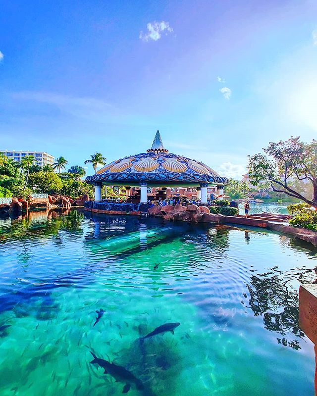 Feeling the blue #nassau #Bahamas #lifeatsea #shark #travelholic #travelpics #travelphotography #traveldiaries #travelling #traveltheworld #traveler #prilaga #traveladdict #crewlife #traveling #travelgram #travelawesome #atlantis #travelbug #travelblog #travelingram #crew #travellife #travelstoke #travels #travel