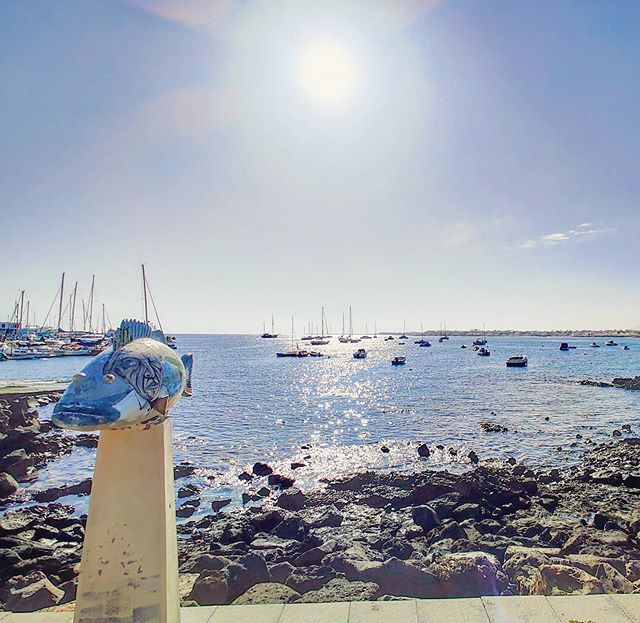 Like a fish out of water  #corralejo #travelholic #sealife #travelgram #sunlight #seaview #travelphotography #seascape #traveller #travellife #travelpics #traveling #traveler #sunrise #fuerteventura #travelingram #travelphoto #travelling #canaryislands #sunny #travelawesome #travels #sea #travelstoke #travelblog #seashore #traveladdict #travel #seaside