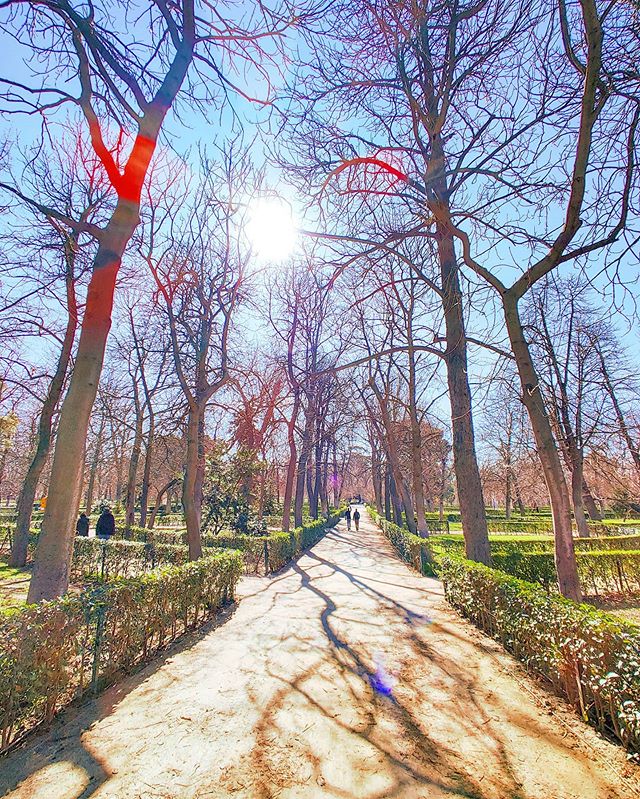 What I miss as much, a chill walk in the park 🌳 #spain #tbt #garden #park #travelblog #traveling #travelpics #travelingram #travellife #traveler #tree_magic #travelstoke #travelling #travelphoto #traveller #gardens #madrid #traveladdict #travelholic #travelgram #travel #sunny #travelphotography #travels #trees