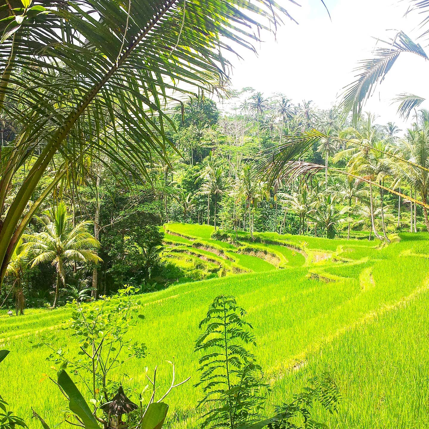 Rice fields 🌍 Gunung Kawi, Bali 2013#indonesia #naturephotography #travel #travelphotography #travelblog #traveller #travellers #travelers #travelingram #travelstoke #travelholic #nature #traveladdict #travelphoto #travels #traveler #travelawesome #travelpics #travelling #traveling #travellife #green #bali #travelmore #travelgram #greenvibes