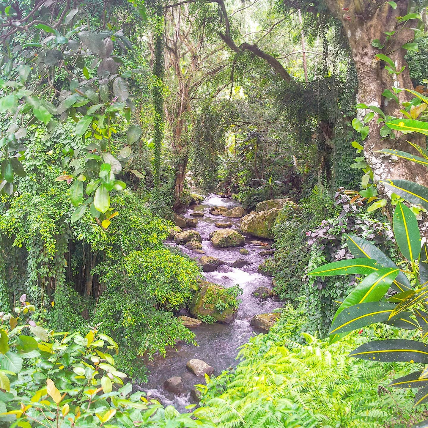 Listen the vibes of nature 🏞️🤙 Gunung Kawi, Bali 2013#indonesia #naturephotography #travellife #travelingram #nature #traveling #travelling #travelawesome #travel #travelgram #traveladdict #forest #travelers #bali #travelphoto #green #travelholic #river #travels #trees #travelstoke #travelmore #traveldeeper #travelpics #traveler #travellers #travelphotography #traveller