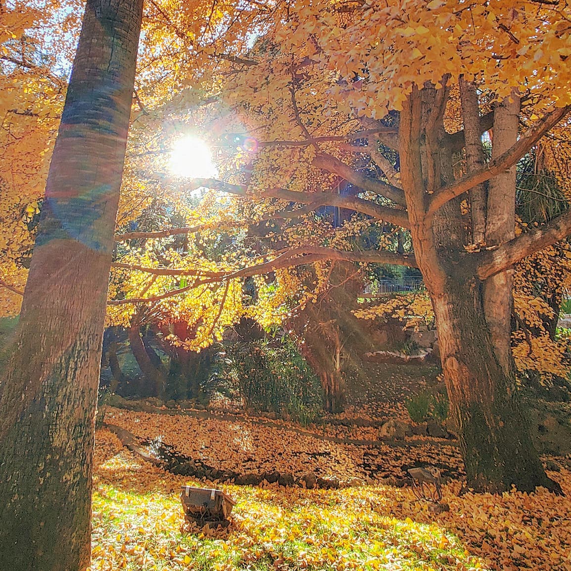 Unexpectedly surrounded by the nature while in the city ️#monaco #montecarlo #monaco🇮🇩 #nature #naturephotography #traveling #sun #travelphotography #traveller #tree #nature_brilliance #sunny #nature_perfection #travelling #travel #garden #naturegram #sunglare #travelgram #leaf