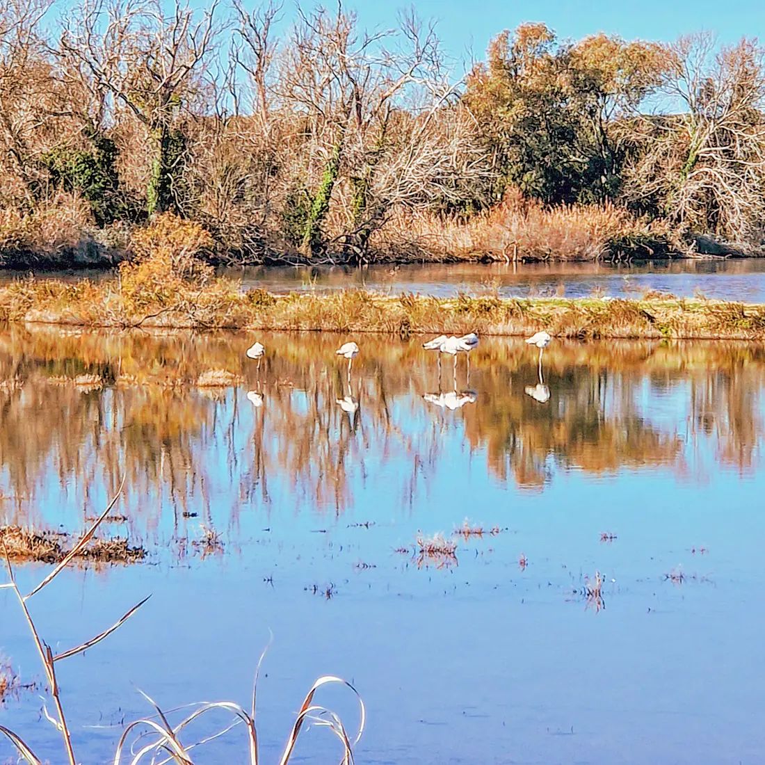 Into the wild 🦩#sabaudia #italy #Italia #park #nationalpark #reserve #nature #fenicotteri #Flamingos #travel